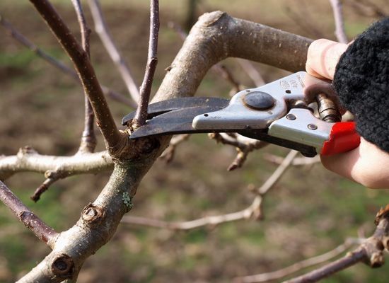 Prune Trees
